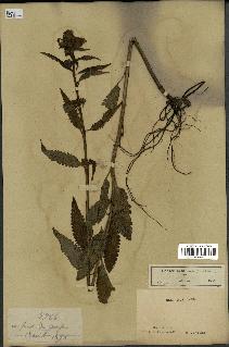 spécimen de Pedicularis resupinata