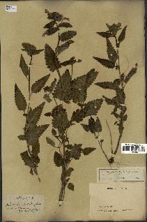 spécimen de Pedicularis resupinata