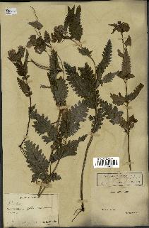 spécimen de Pedicularis resupinata