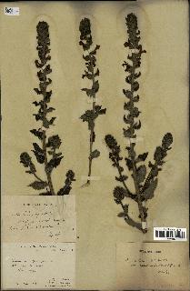 spécimen de Pedicularis resupinata