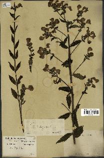 spécimen de Pedicularis resupinata