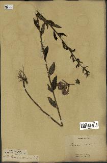 spécimen de Pedicularis resupinata