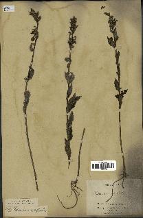 spécimen de Pedicularis resupinata