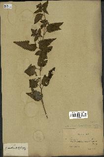 spécimen de Pedicularis resupinata