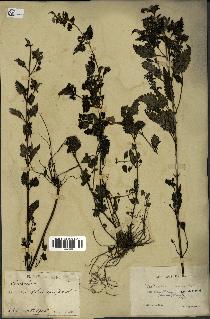 spécimen de Pedicularis resupinata