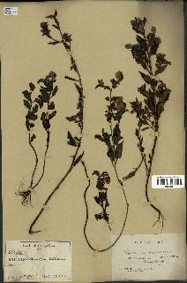 spécimen de Pedicularis resupinata