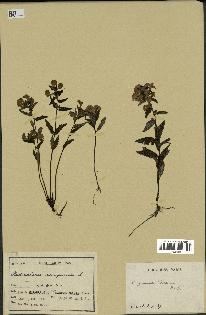 spécimen de Pedicularis resupinata