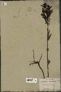 spécimen de Pedicularis resupinata