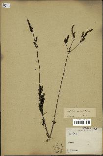 spécimen de Lavandula canariensis