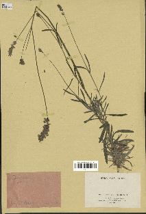spécimen de Lavandula spica