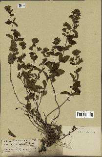 spécimen de Origanum vulgare