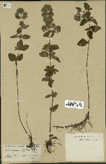 spécimen de Origanum vulgare