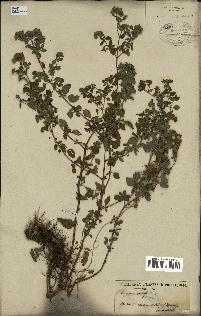 spécimen de Origanum vulgare