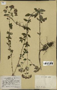 spécimen de Origanum vulgare