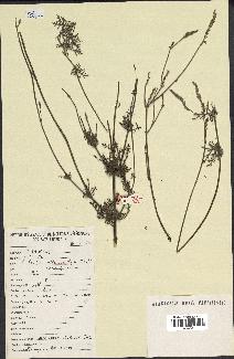 spécimen de Lavandula stricta