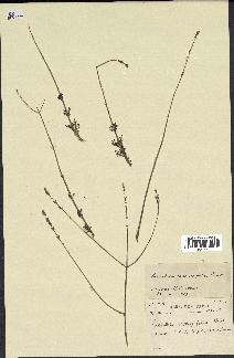 spécimen de Lavandula coronopifolia