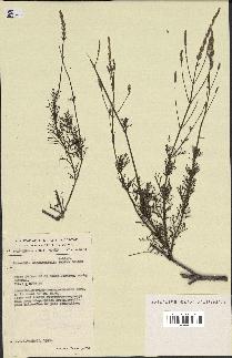 spécimen de Lavandula coronopifolia