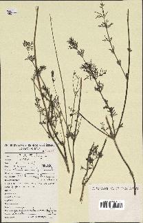 spécimen de Lavandula coronopifolia