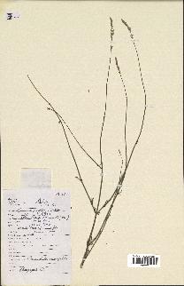 spécimen de Lavandula coronopifolia
