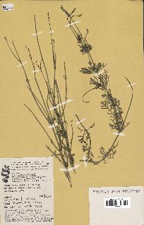 spécimen de Lavandula antineae