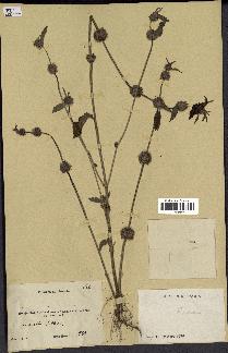 spécimen de Leucas martinicensis