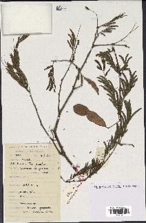 spécimen de Acacia brevispica