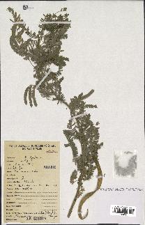 spécimen de Acacia tortilis