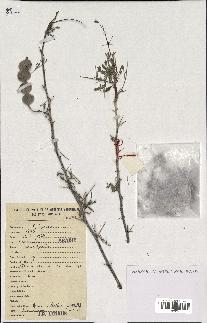 spécimen de Acacia nilotica