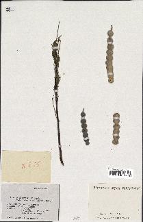 spécimen de Acacia nilotica
