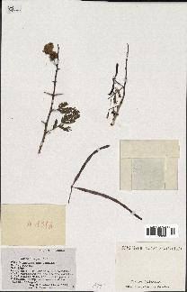 spécimen de Acacia seyal