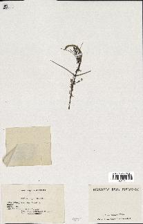 spécimen de Acacia seyal