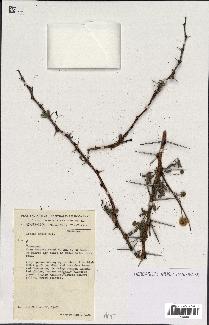 spécimen de Acacia seyal