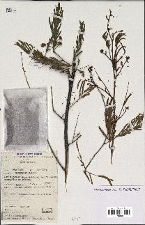 spécimen de Acacia brevispica