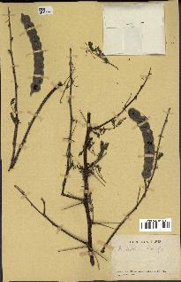 spécimen de Acacia nilotica
