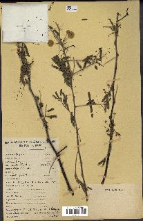 spécimen de Acacia nilotica