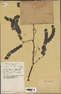 spécimen de Acacia nilotica