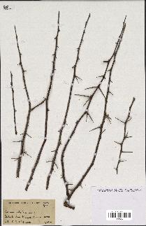 spécimen de Acacia nilotica
