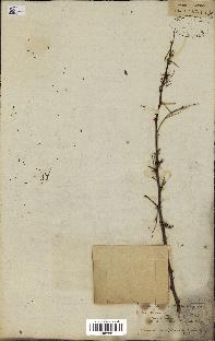 spécimen de Acacia nilotica