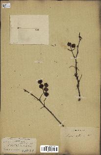 spécimen de Acacia nilotica