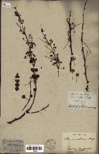 spécimen de Acacia nilotica