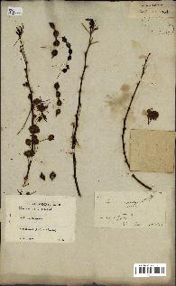 spécimen de Acacia nilotica