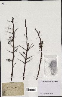 spécimen de Acacia tortilis