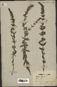 spécimen de Hyssopus officinalis