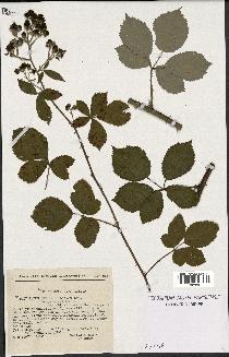 spécimen de Rubus godronii