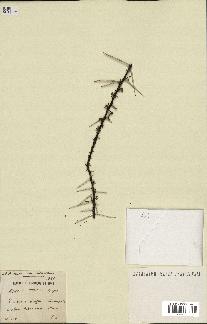 spécimen de Acacia tortilis
