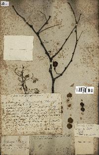 spécimen de Acacia nilotica