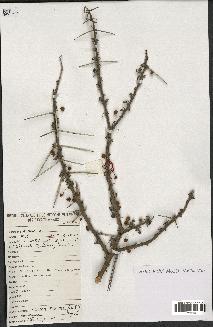 spécimen de Acacia tortilis