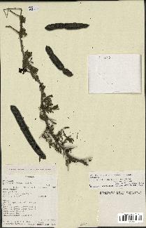 spécimen de Acacia nilotica