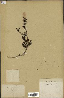 spécimen de Acacia nilotica