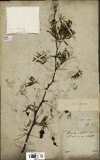 spécimen de Acacia nilotica